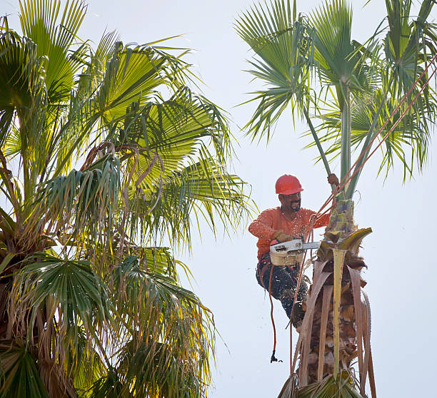 Best Tree Disease Treatment  in Bonnetsville, NC